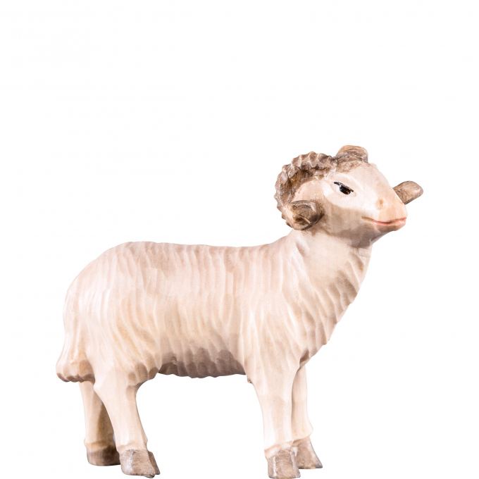 Baran pre betlehem - Rives