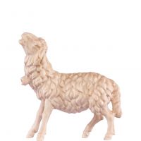 Ovca so zvoncom - dolomitský