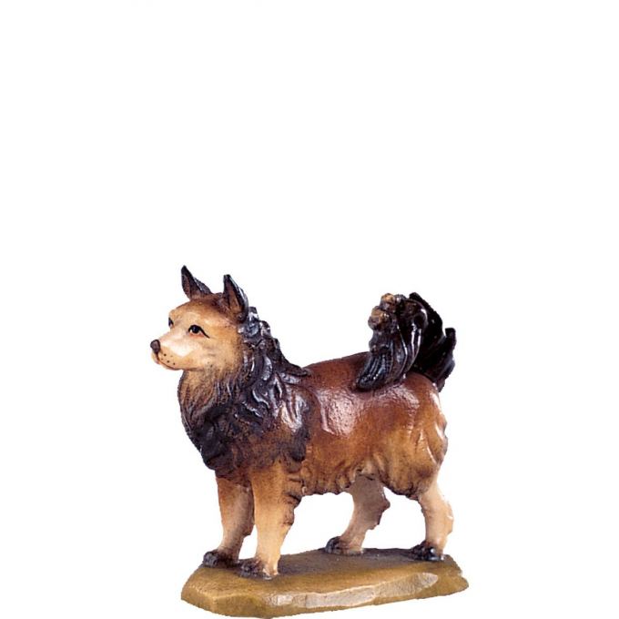 Špic pes - klasický