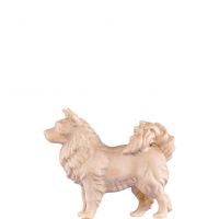 Špic pes pre betlehem - dolomitský