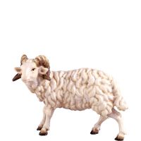 Baran pre betlehem - dolomitský