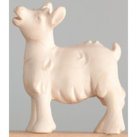 Baby Goat - Morning Star