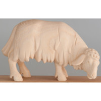 Pasúca sa ovečka - Ranná hviezda