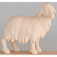 Standing Sheep - Morning Star