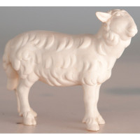 Sheep standing looking to the right - Folk