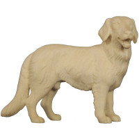 Golden Retriever - Folk