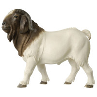 Billy Boer Goat - Tyrolean