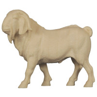 Billy Boer Goat - Tyrolean