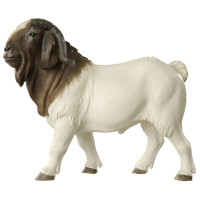Billy Boer Goat - Tyrolean