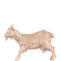 Goat for nativity scene - farm