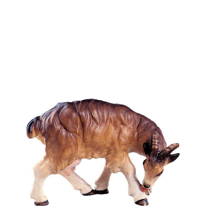 Goat resting for nativity scene - farm