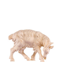 Goat resting for nativity scene - farm