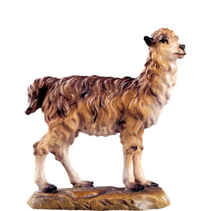 Llama for nativity scene - farm