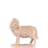 Looking sheep - classic