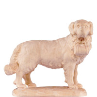 St.Bernard dog - classic