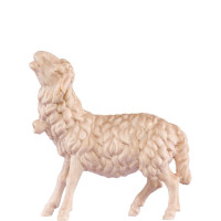 Ovca so zvoncom - dolomitský