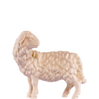 Looking sheep - dolomite