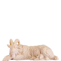 Nany goat lying - dolomite