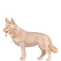 Ovčiarský pes pre betlehem - dolomitský