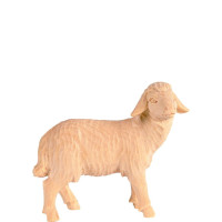 Sheep standing for Nativity scene - Rives