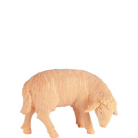 Sheep grazing for Nativity scene - Rives