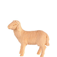 Sheep walking for Nativity scene - Rives