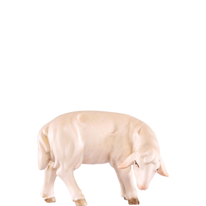 Sheep grazing for Nativity scene - Artis