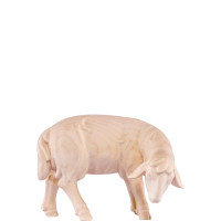 Sheep grazing for Nativity scene - Artis