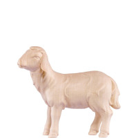 Sheep walking for Nativity scene - Artis