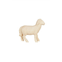 Sheep standing looking forward for Nativity scene - Advent