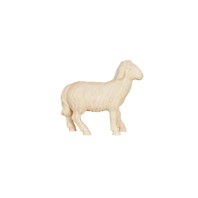 Sheep standing looking forward for Nativity scene - Advent