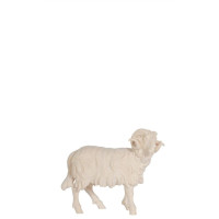 Ram looking right for Nativity scene - Homeland