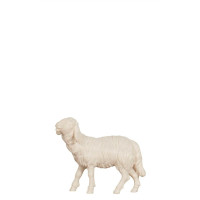 Sheep eating head up for Nativity scene - Homeland