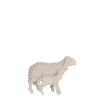 Sheep with lamb standing for Nativity scene - Homeland