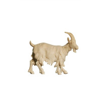 Goat head up for Nativity scene - Alpine