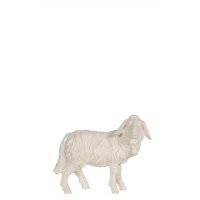 Sheep standing with bell - Israel