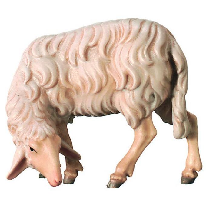 Pasúca ovca pre betlehem - Kráľovský