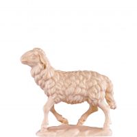 Chodiaca ovca pre betlehem - farmarský