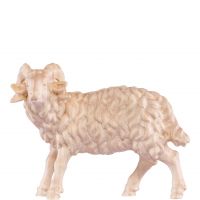 Baran pre betlehem - dolomitský