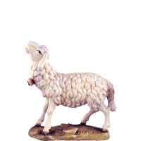Ovečka bľačiaca - klasický