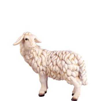 Pozerajúca sa ovca - dolomitský