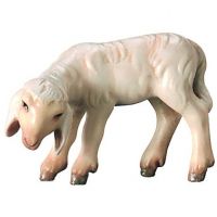 Pasúce sa jahňa pre betlehem - Kráľovský