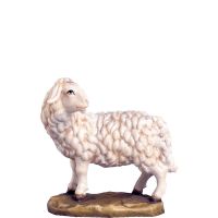 Pozerajúca sa ovca pre betlehem - farmarský